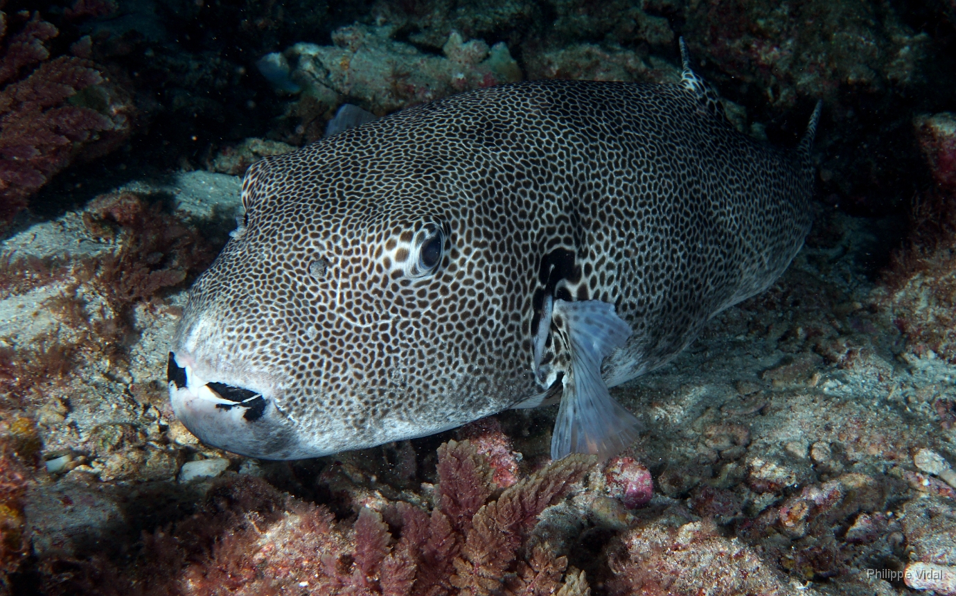 Birmanie - Mergui - 2018 - DSC02780 - Star puffer - poisson-ballon etoile - Arothron stellatus.jpg